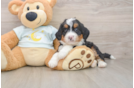 Mini Bernedoodle Puppy for Adoption