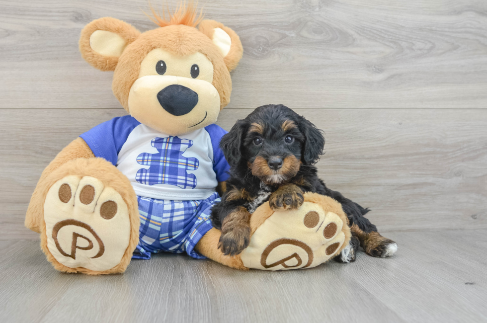 7 week old Mini Bernedoodle Puppy For Sale - Windy City Pups