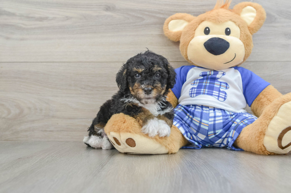 8 week old Mini Bernedoodle Puppy For Sale - Windy City Pups