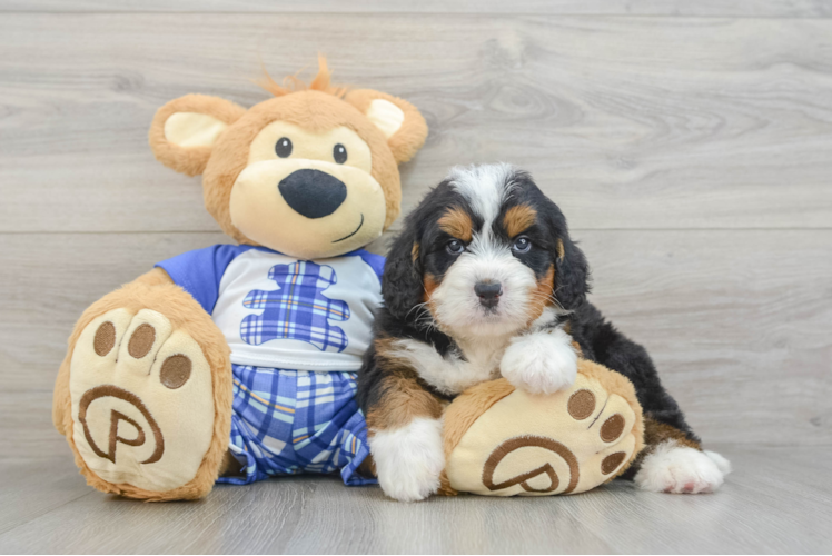 Best Mini Bernedoodle Baby