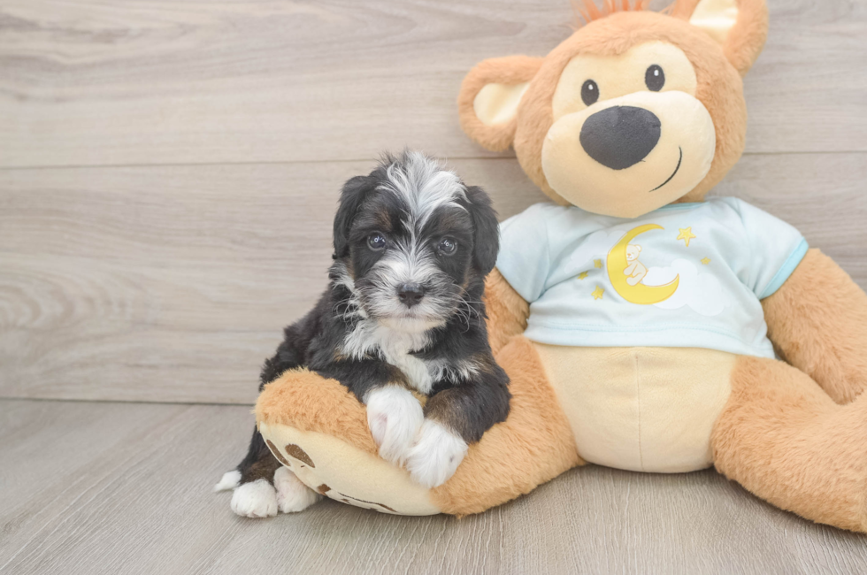 6 week old Mini Bernedoodle Puppy For Sale - Windy City Pups