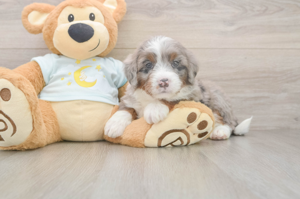 5 week old Mini Bernedoodle Puppy For Sale - Windy City Pups