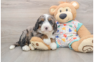 Mini Bernedoodle Pup Being Cute