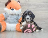 7 week old Mini Bernedoodle Puppy For Sale - Windy City Pups