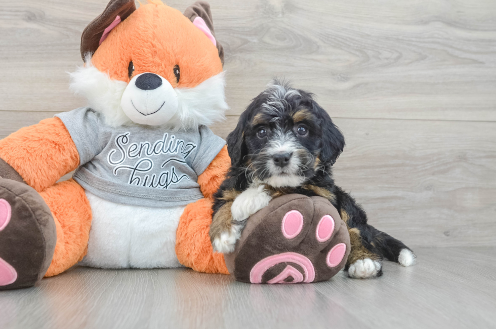 5 week old Mini Bernedoodle Puppy For Sale - Windy City Pups