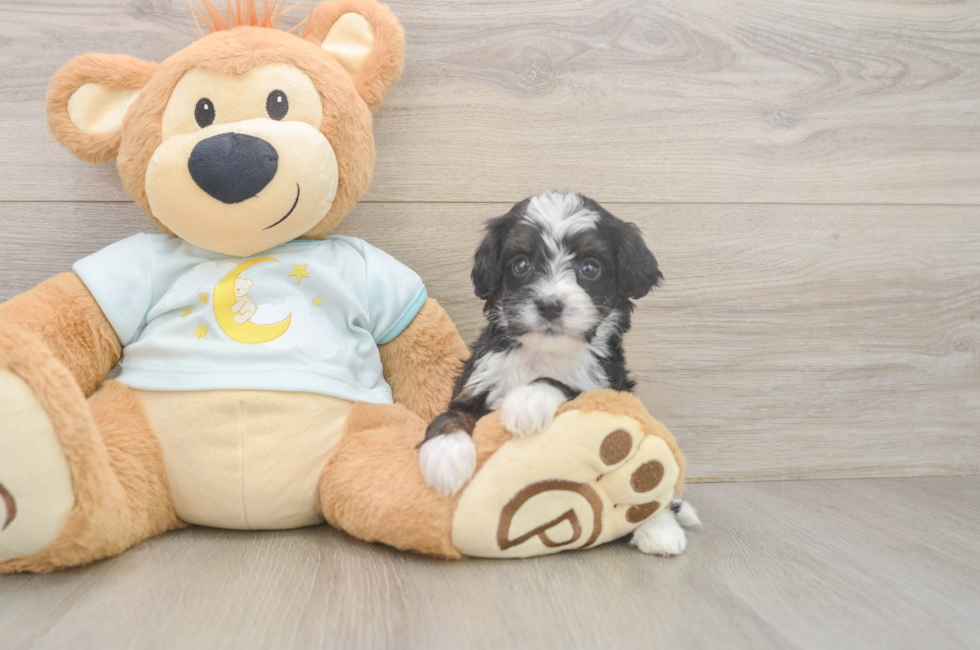 6 week old Mini Bernedoodle Puppy For Sale - Windy City Pups