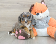 7 week old Mini Bernedoodle Puppy For Sale - Windy City Pups