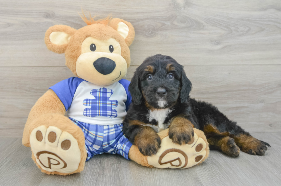 6 week old Mini Bernedoodle Puppy For Sale - Windy City Pups