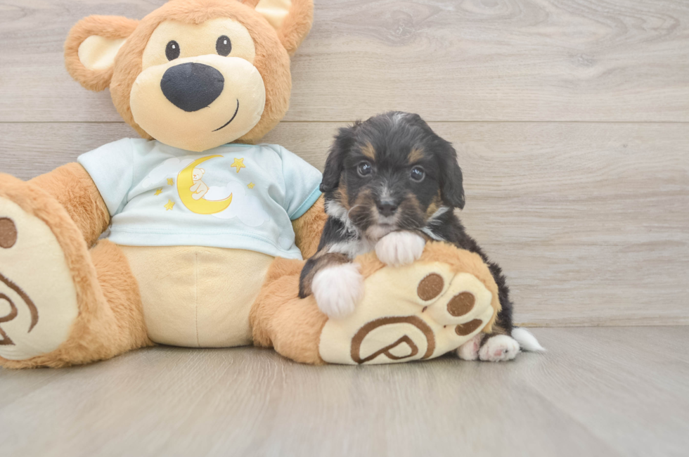 5 week old Mini Bernedoodle Puppy For Sale - Windy City Pups