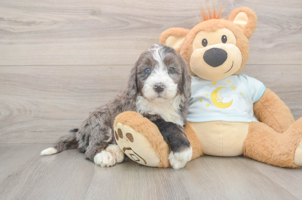 5 week old Mini Bernedoodle Puppy For Sale - Windy City Pups