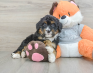 7 week old Mini Bernedoodle Puppy For Sale - Windy City Pups