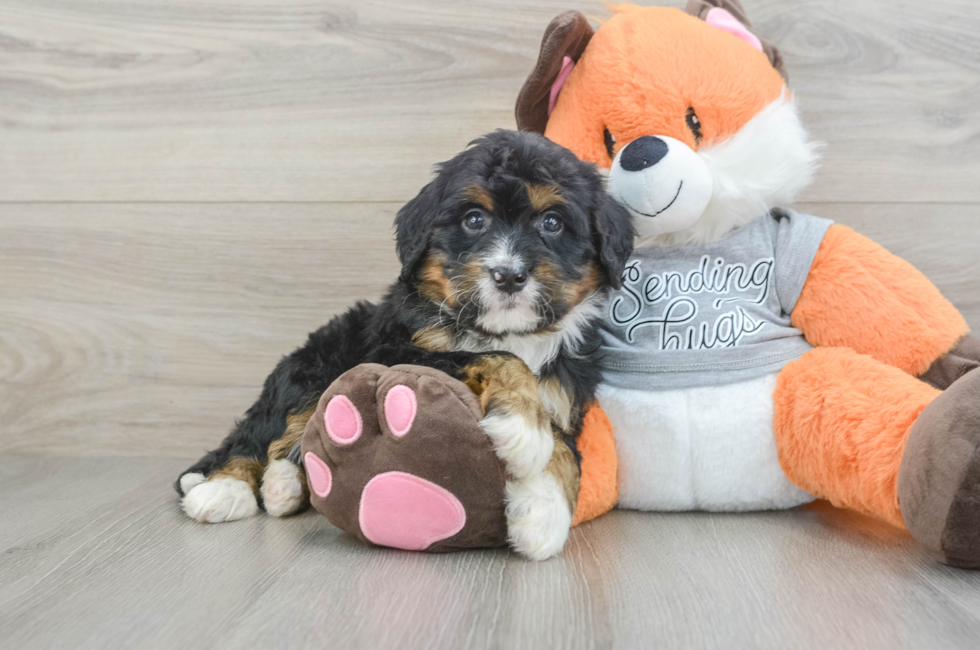5 week old Mini Bernedoodle Puppy For Sale - Windy City Pups