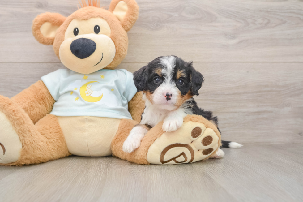 Best Mini Bernedoodle Baby