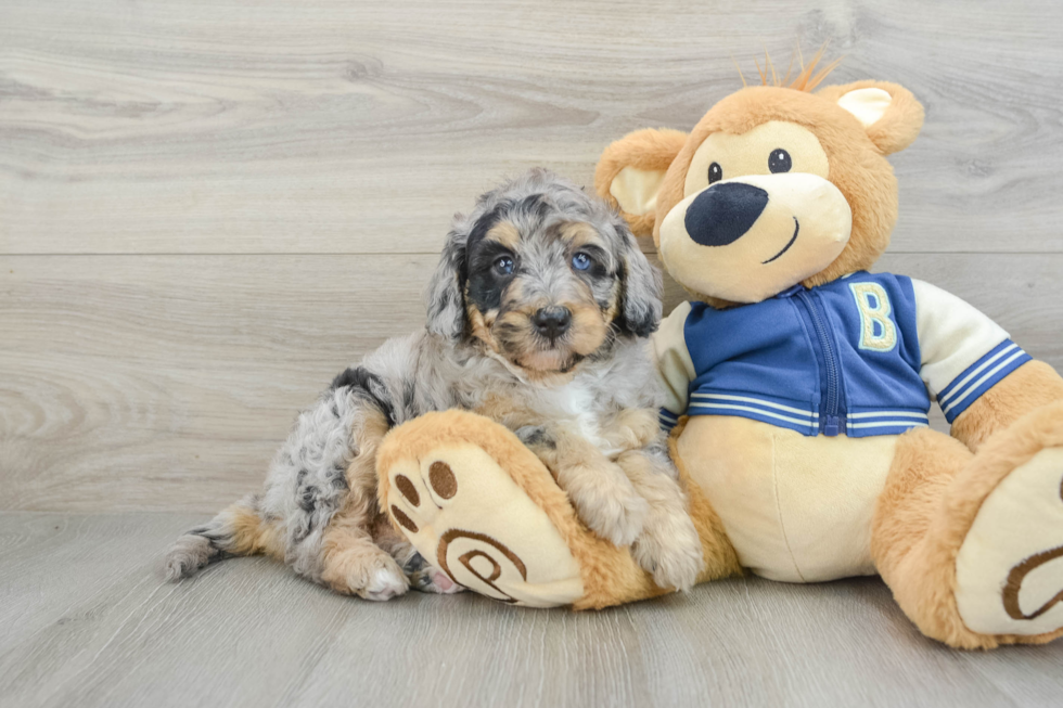 Hypoallergenic Mini Bernesedoodle Poodle Mix Puppy