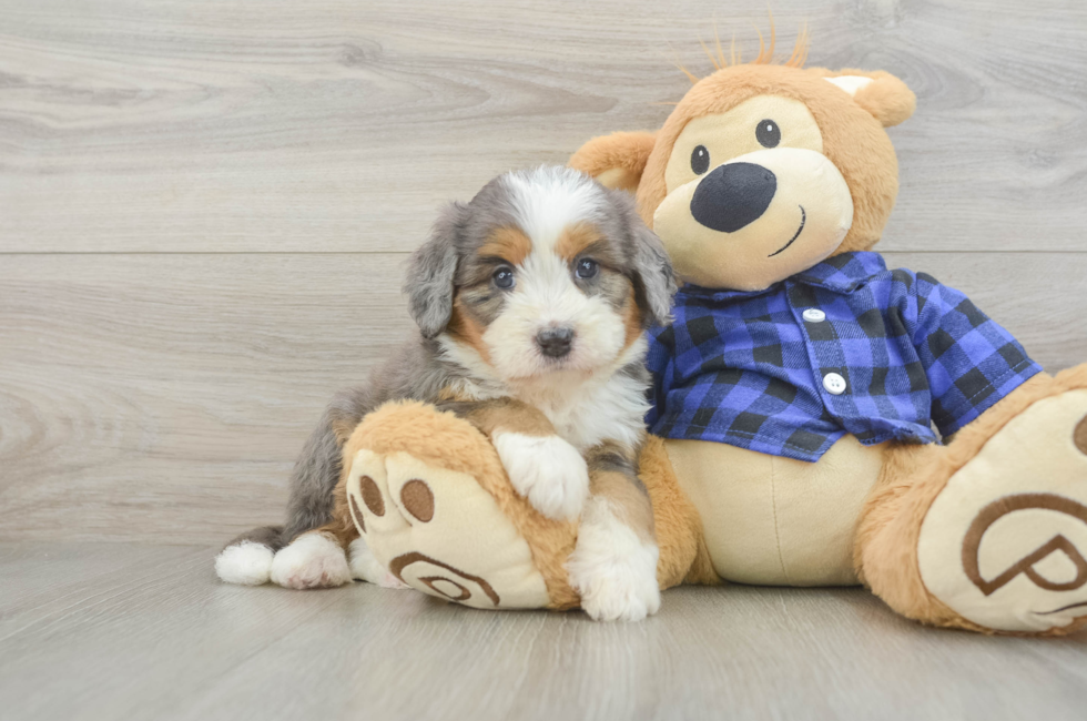 5 week old Mini Bernedoodle Puppy For Sale - Windy City Pups