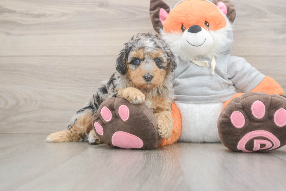 Best Mini Bernedoodle Baby