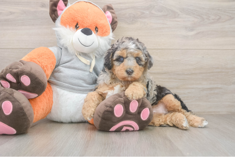 Smart Mini Bernedoodle Poodle Mix Pup