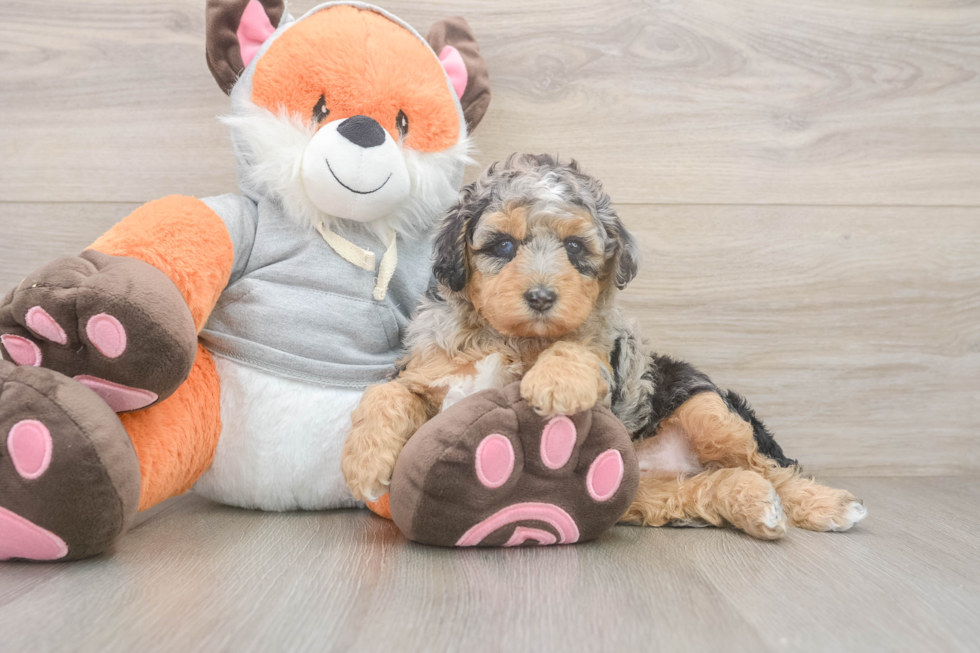 Smart Mini Bernedoodle Poodle Mix Pup