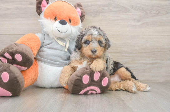 Smart Mini Bernedoodle Poodle Mix Pup
