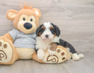 7 week old Mini Bernedoodle Puppy For Sale - Windy City Pups