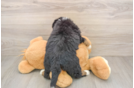 Best Mini Bernedoodle Baby