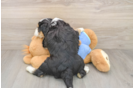 Mini Bernedoodle Pup Being Cute