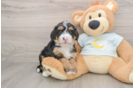 Energetic Mini Bernese Poodle Poodle Mix Puppy