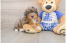 Mini Bernedoodle Puppy for Adoption