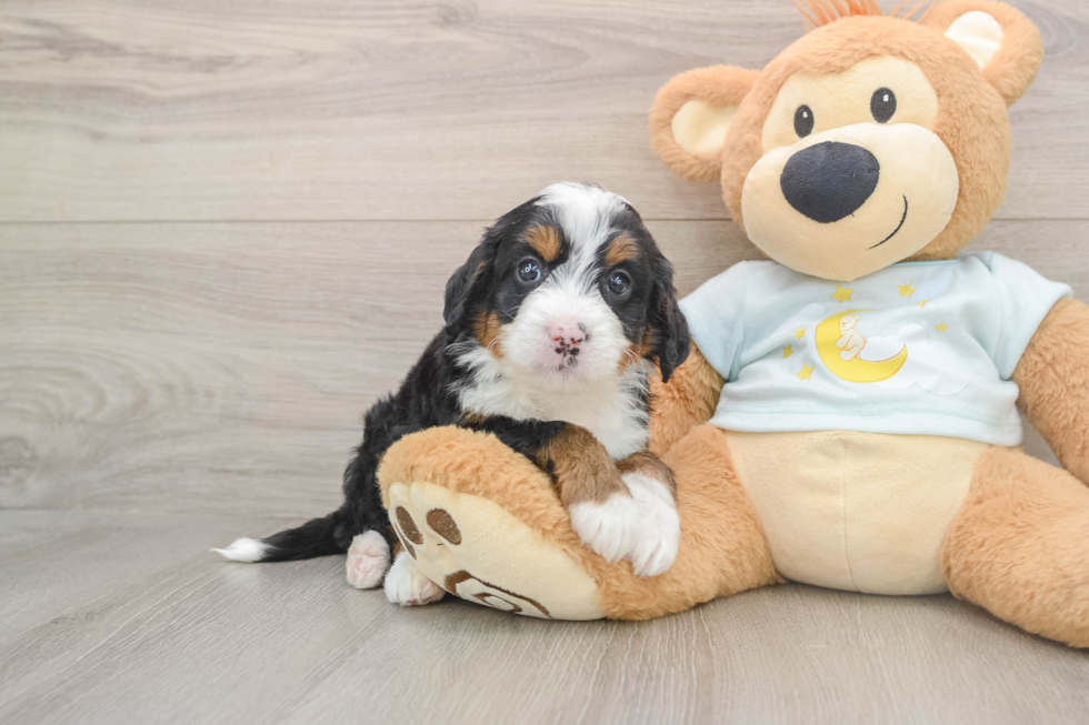 Best Mini Bernedoodle Baby