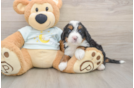Funny Mini Bernedoodle Poodle Mix Pup