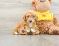 8 week old Mini Bernedoodle Puppy For Sale - Windy City Pups