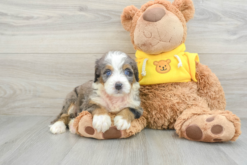 Funny Mini Bernedoodle Poodle Mix Pup