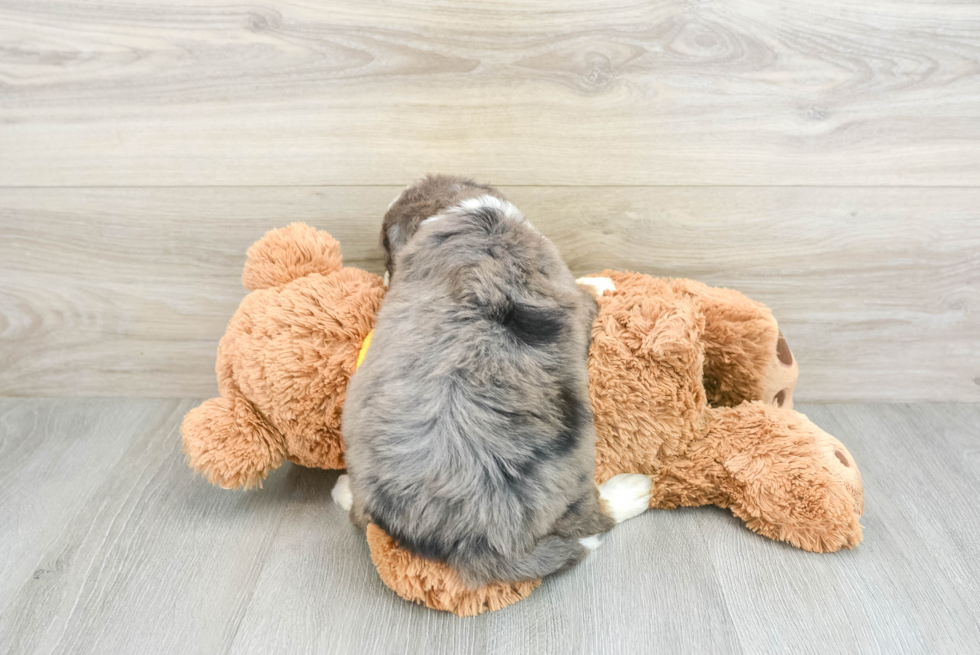 Fluffy Mini Bernedoodle Poodle Mix Pup