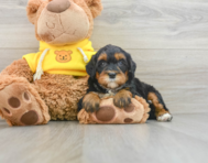 6 week old Mini Bernedoodle Puppy For Sale - Windy City Pups