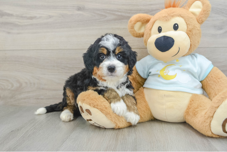 Funny Mini Bernedoodle Poodle Mix Pup