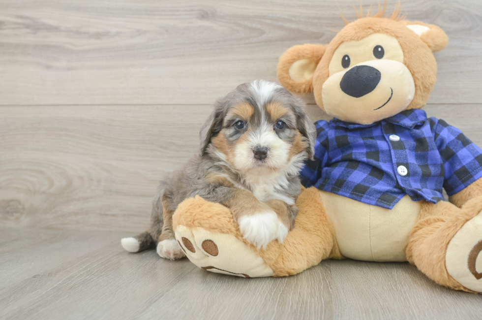 5 week old Mini Bernedoodle Puppy For Sale - Windy City Pups