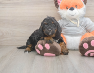 8 week old Mini Bernedoodle Puppy For Sale - Windy City Pups