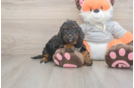 Adorable Bernadoodle Poodle Mix Puppy