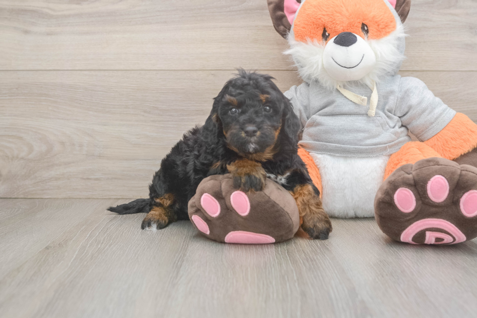 Adorable Bernadoodle Poodle Mix Puppy