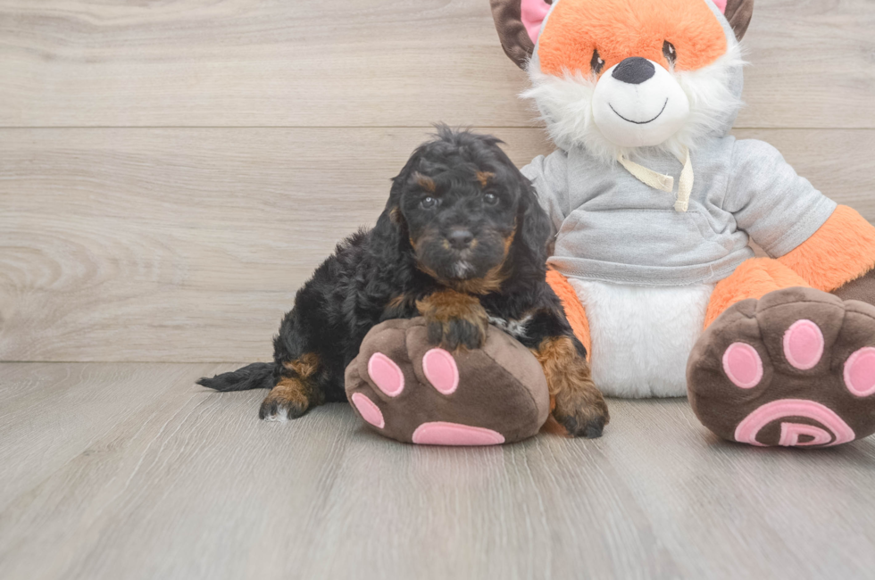 4 week old Mini Bernedoodle Puppy For Sale - Windy City Pups