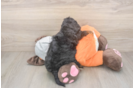 Mini Bernedoodle Puppy for Adoption