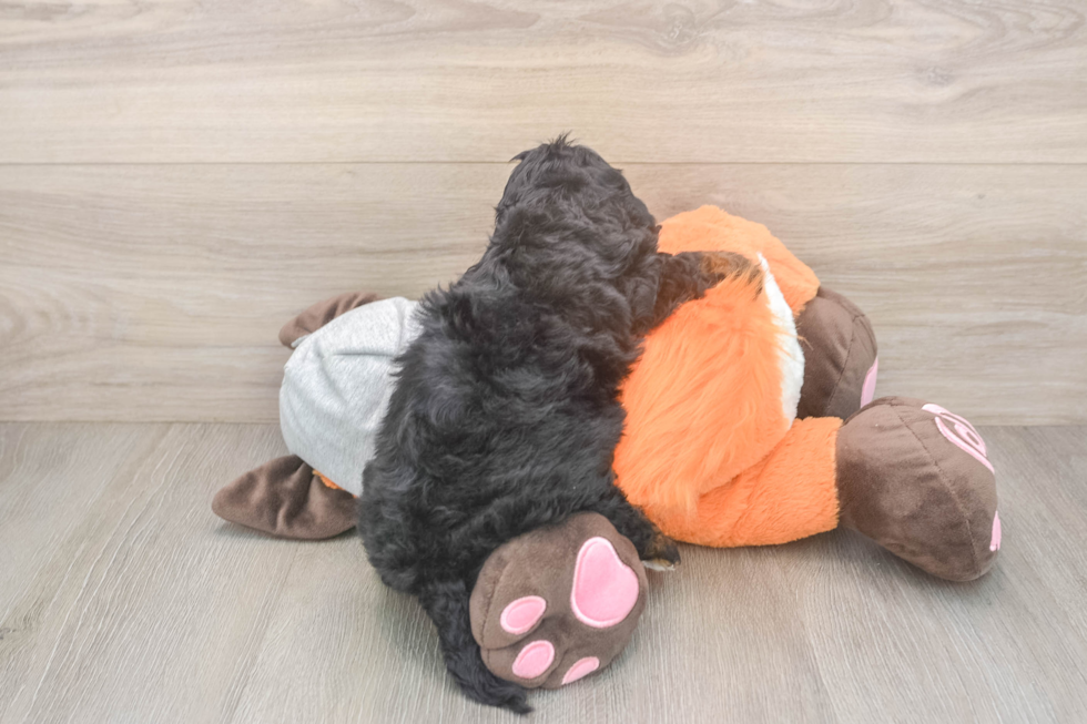 Mini Bernedoodle Puppy for Adoption