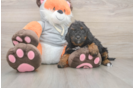 Mini Bernedoodle Pup Being Cute