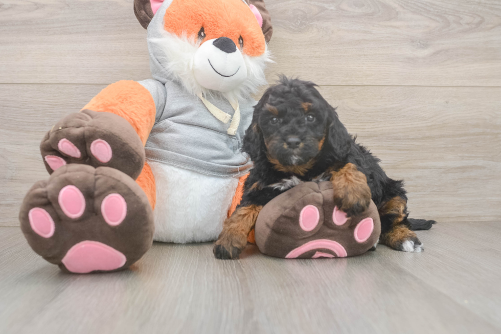 Mini Bernedoodle Pup Being Cute