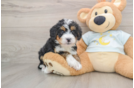 Best Mini Bernedoodle Baby