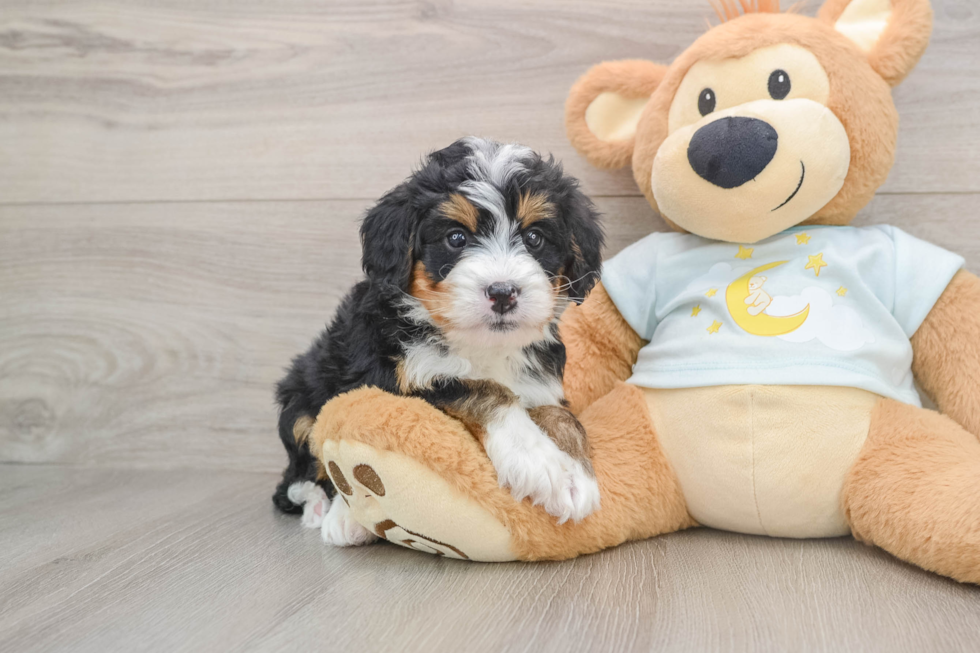 Best Mini Bernedoodle Baby