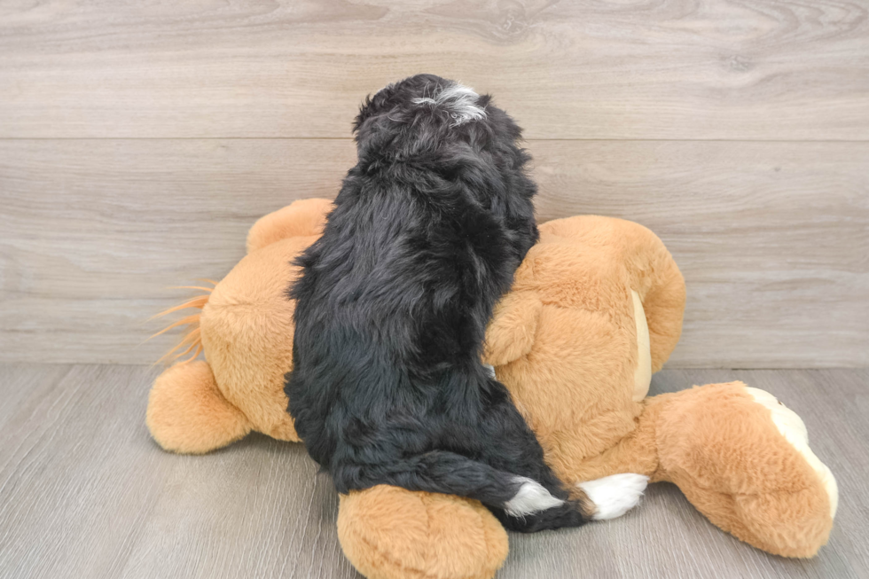 Little Bernese Doodle Poodle Mix Puppy