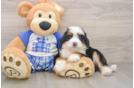 Friendly Mini Bernedoodle Baby