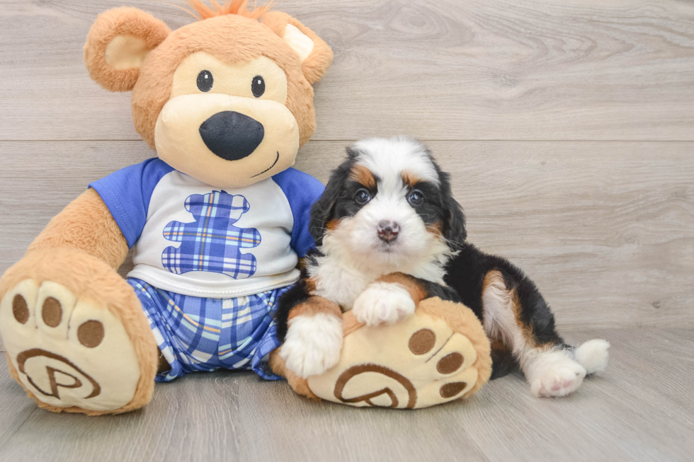 Friendly Mini Bernedoodle Baby