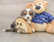 8 week old Mini Bernedoodle Puppy For Sale - Windy City Pups